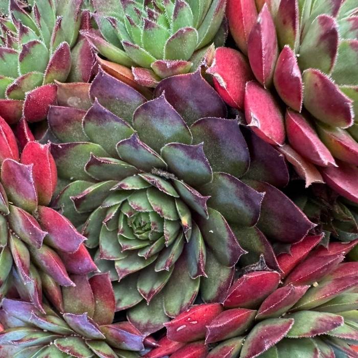 Husløg, Sempervivum hybrid