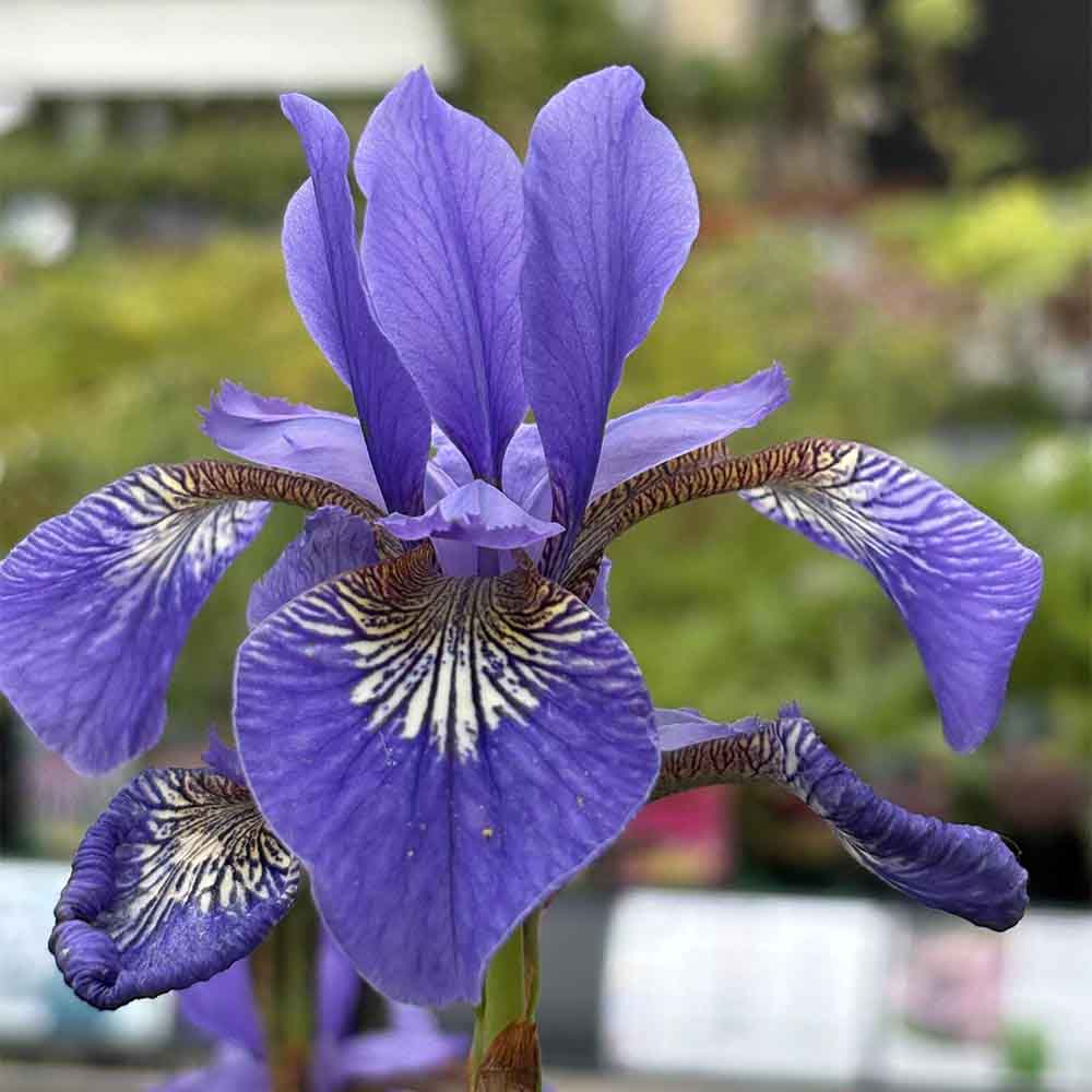 Sibirisk iris, sibirica ´Heavenly Blue´ i 1 L Potte