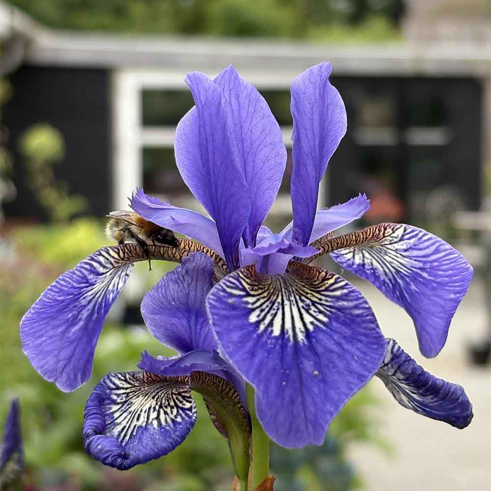 smuk Sibirisk iris, sibirica ´Heavenly Blue´ i 1 L Potte