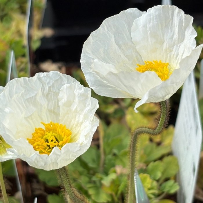 Sibirisk Valmue, Papaver nud. 'Gartenzwerg'