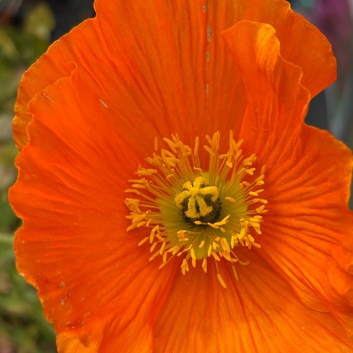 Sibirisk Valmue, Papaver nud. 'Gartenzwerg'