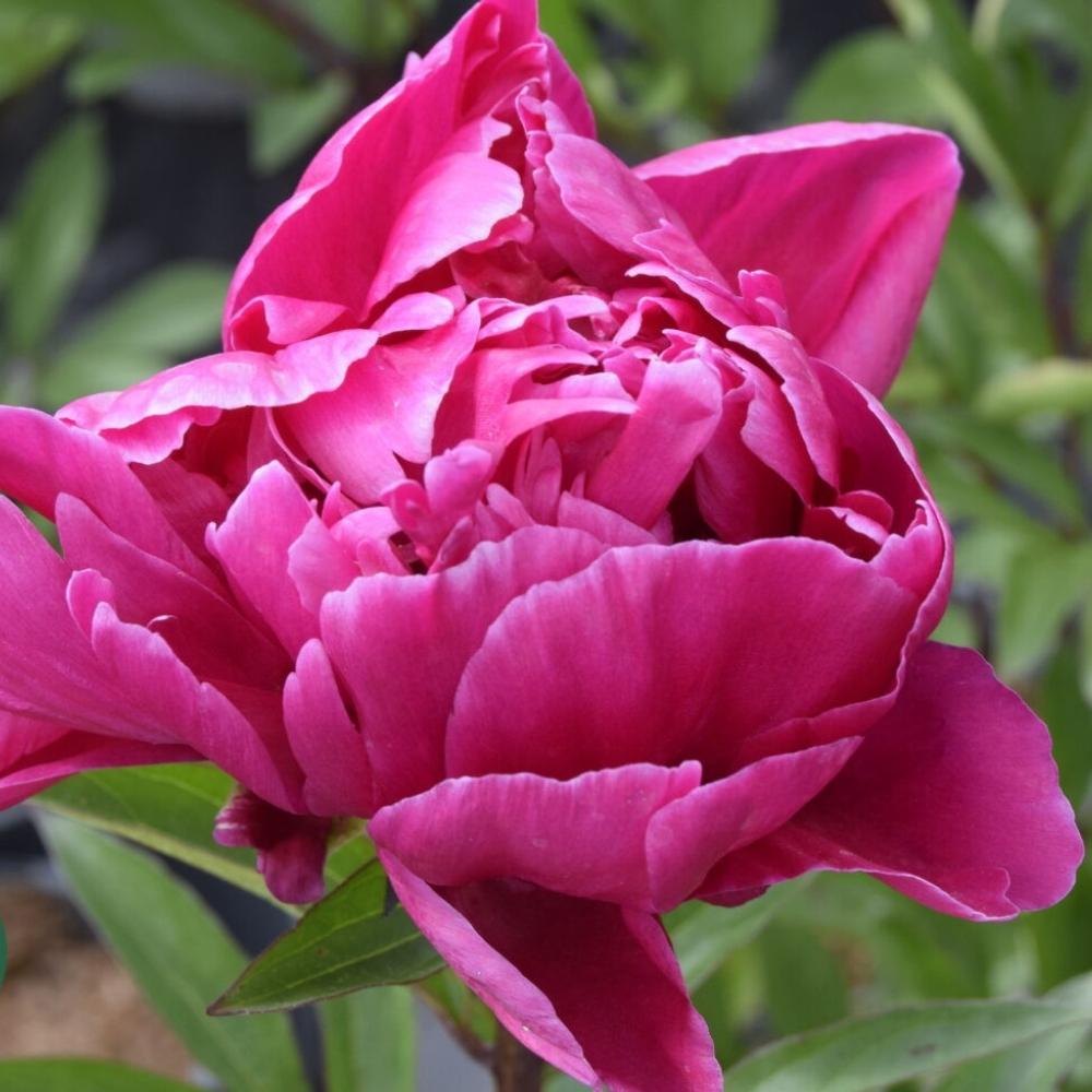 Silkepæon, PAEONIA lact. 'Karl Rosenfield' - 3 L Potte