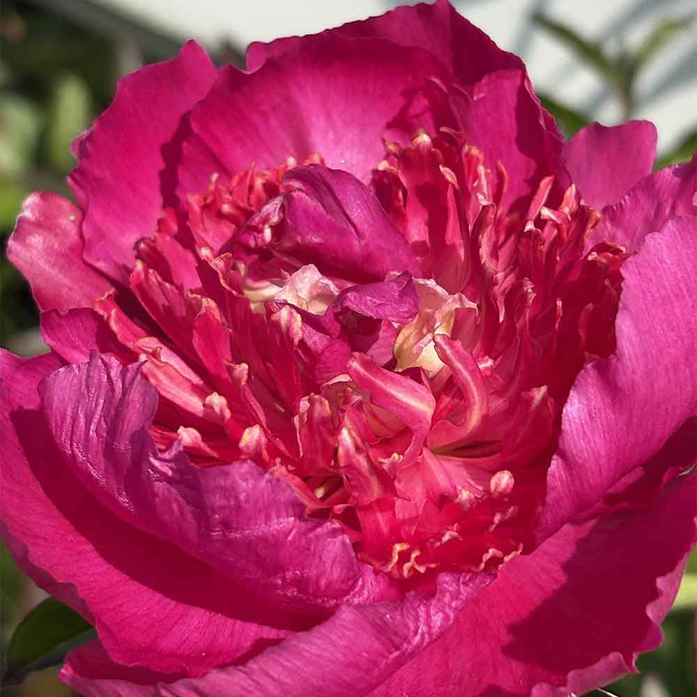 Silkepæon, PAEONIA lact. 'Sebastian Maas' - 3 L Potte