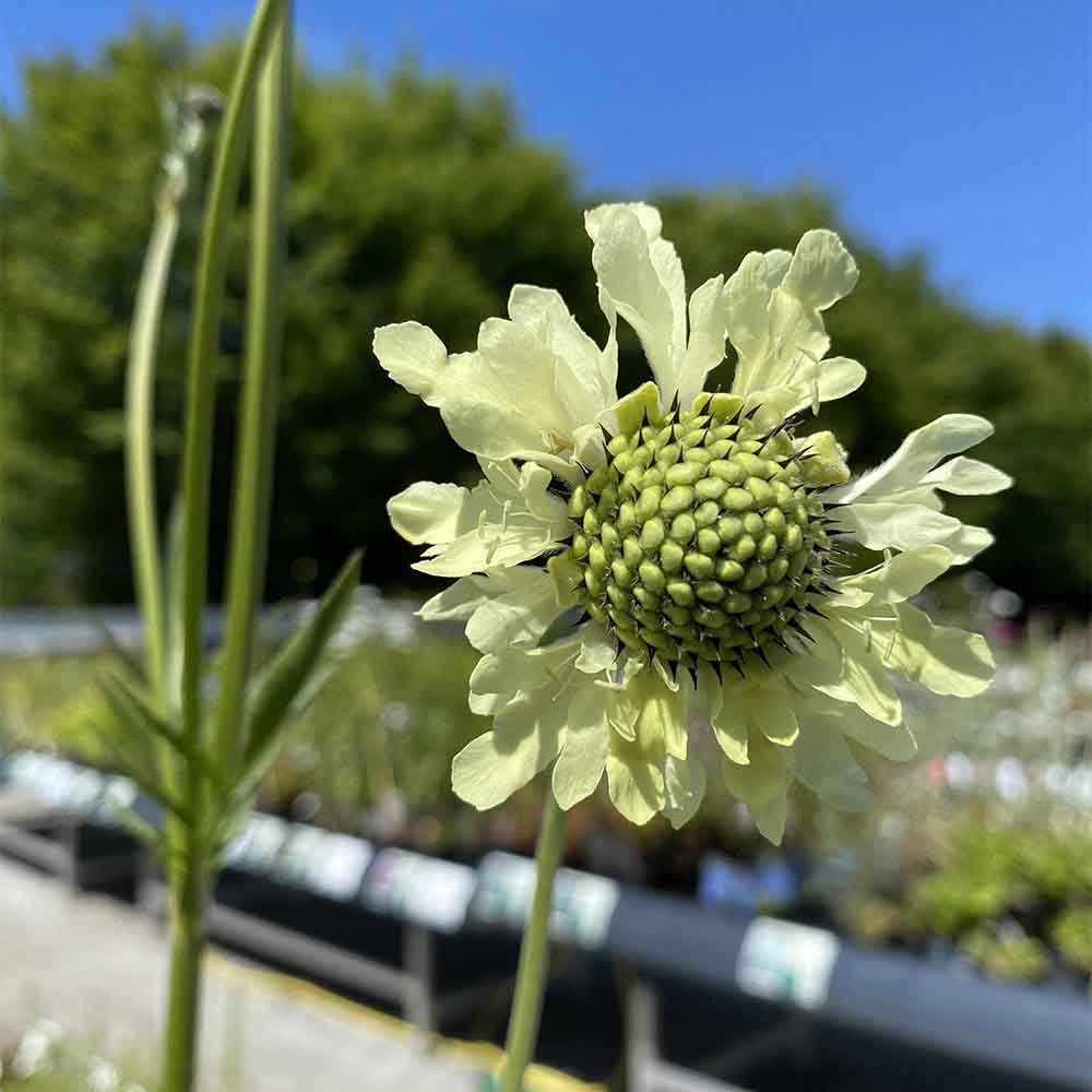 Skælhoved, CEPHALARIA gigantea - 2 L Potte
