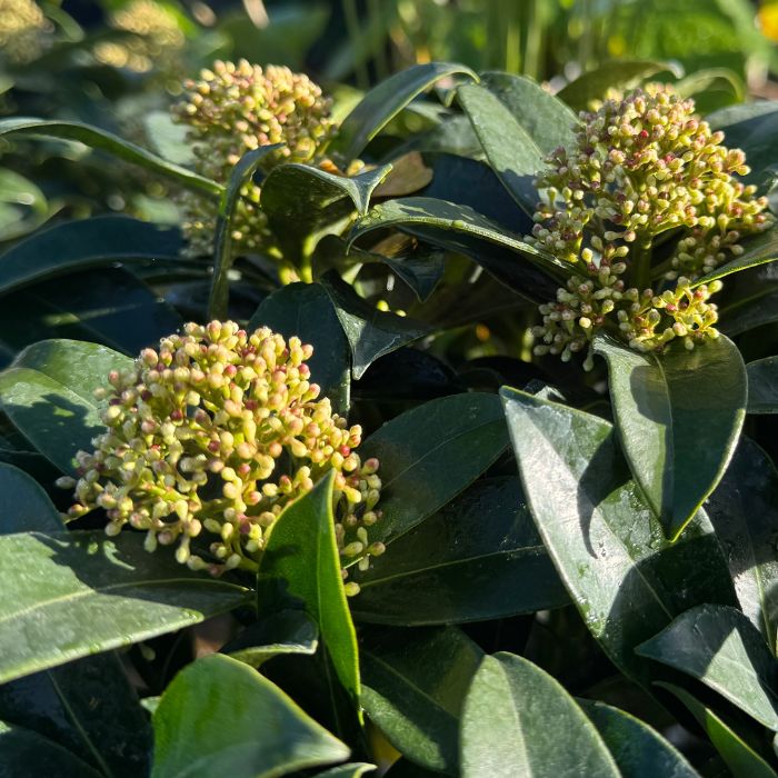 Skimmia jap. 'Fragrant Cloud' - 5l potte
Editor til formateret tekst
