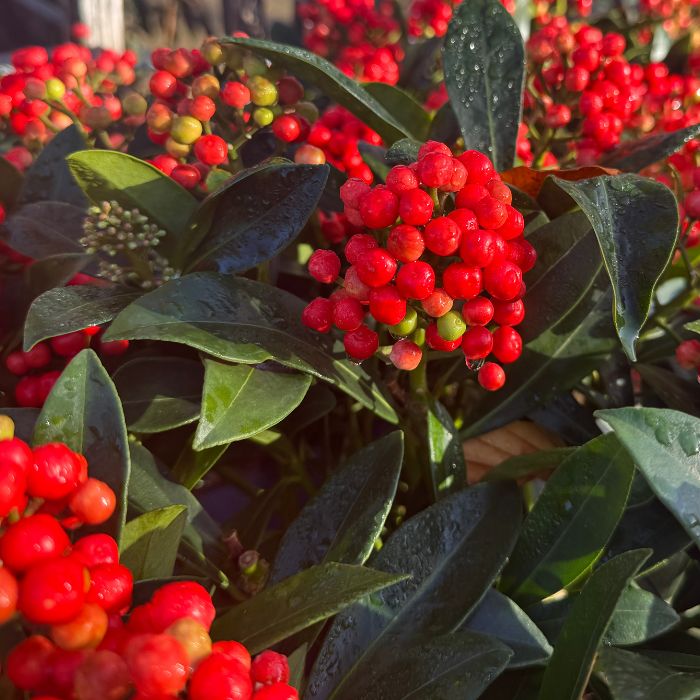 Skimmia jap. 'Pabella´ - 5L potte