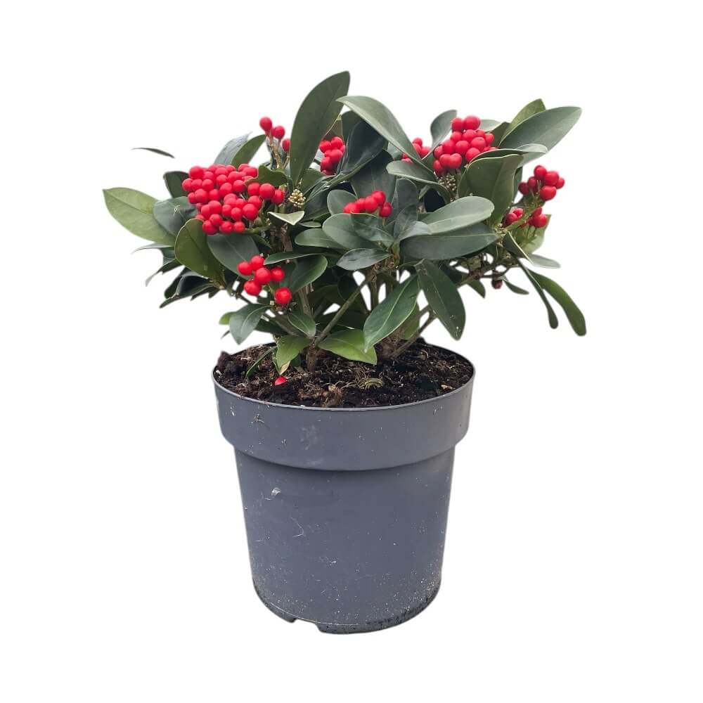 Skimmia, Skimmia Temptation - 23 cm potte