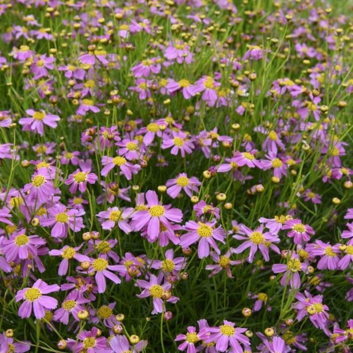 Skønhedsøje, COREOPSIS rosea American Dream 
