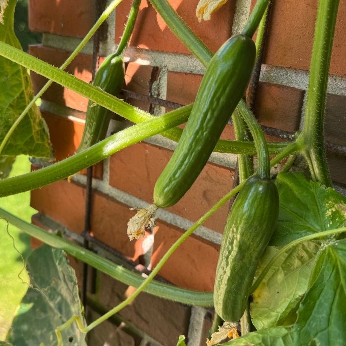 Skoleagurk plante ´passandra´ til haven