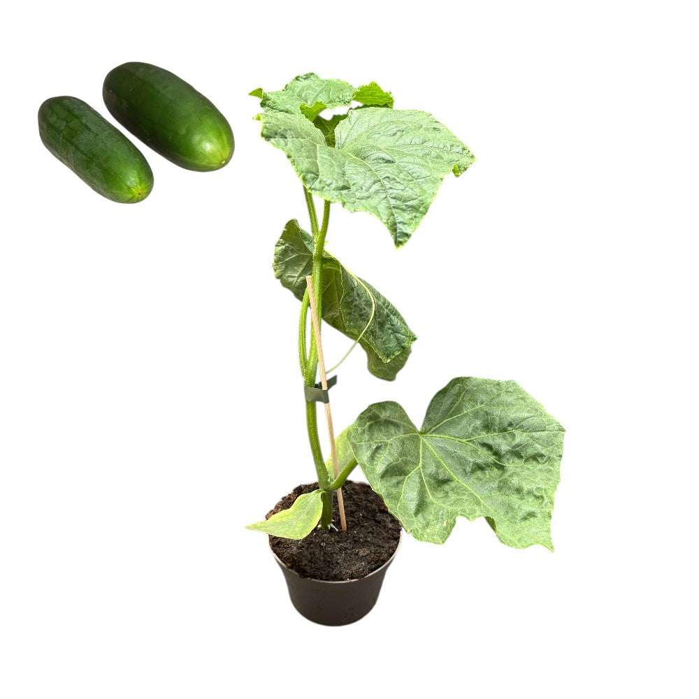 Agurk, skoleagurk 'Passandra' - 12 cm potte agurkeplante.