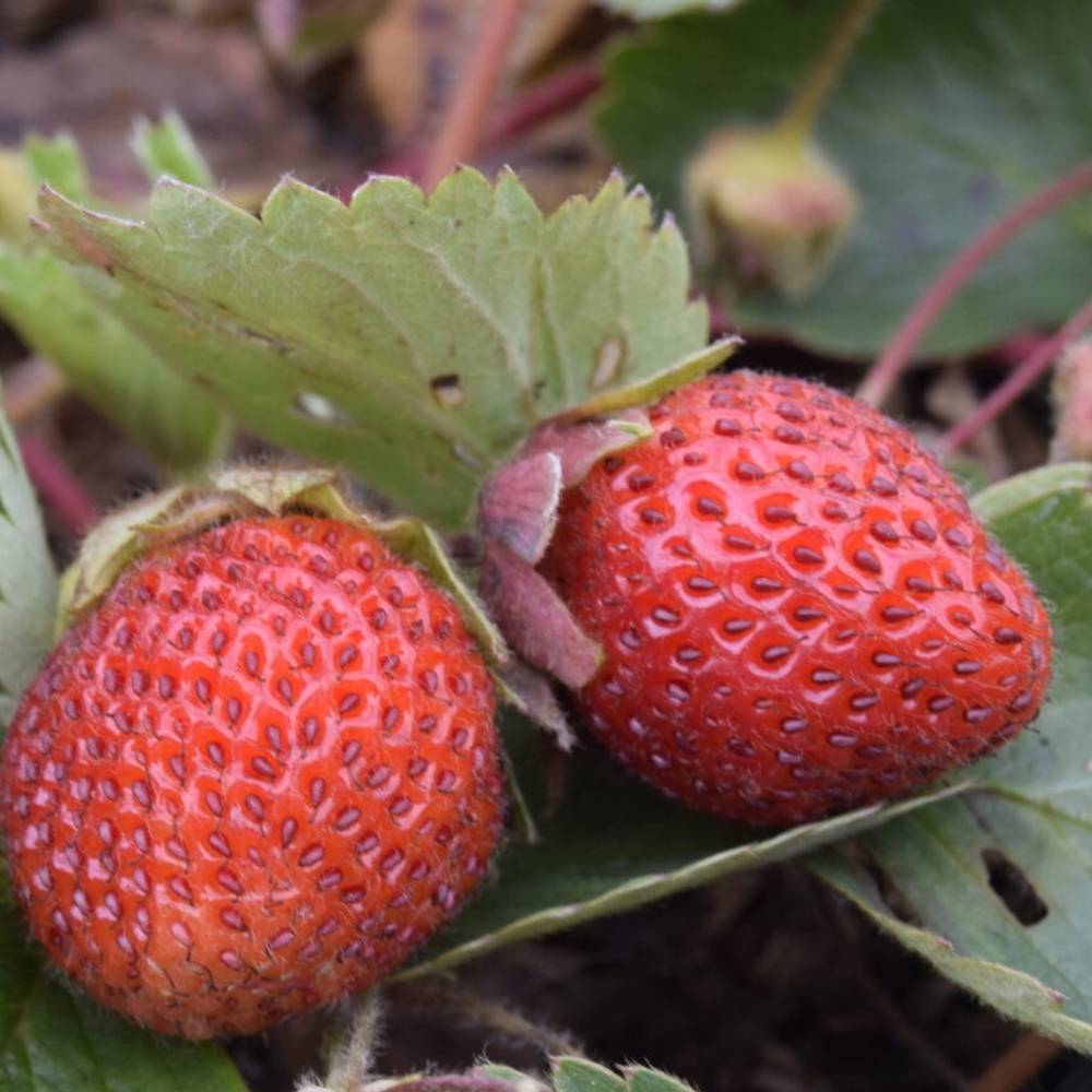 Skovjordbær, FRAGARIA hyb. Lipstick - 10 cm Potte