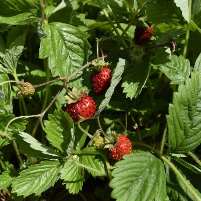 Månedsjordbær, Fragaria vesca 'Rügen' 