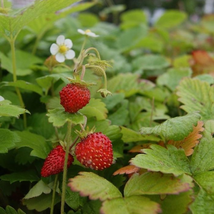 Månedsjordbær, Fragaria vesca 'Rügen' 