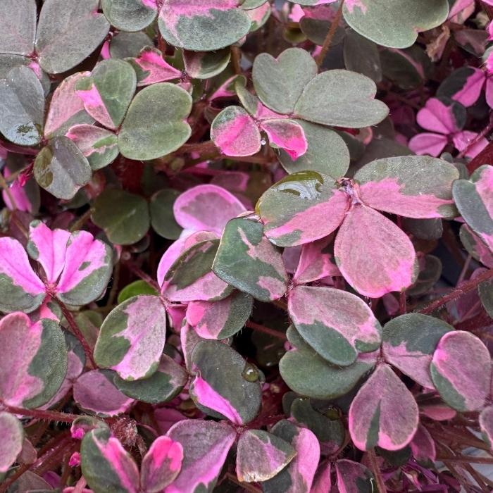 Skovsyre, OXALIS VULCAN