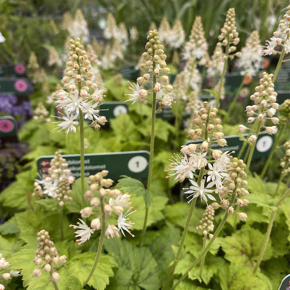 Skumblomst, TIARELLA ´cordifolia´ - 1 L Potte