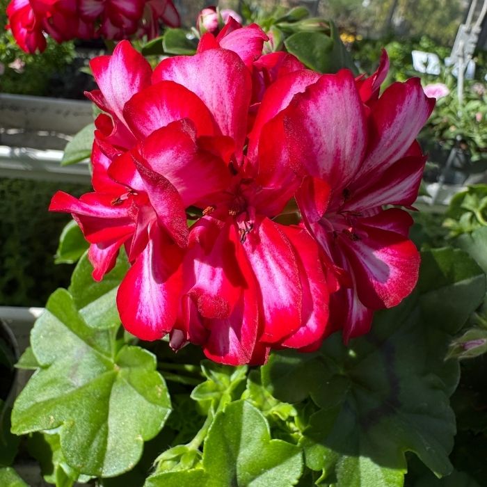 Slyngpelargonie, PELARGONIUM PELTATUM-HYBRID - 12 cm potte