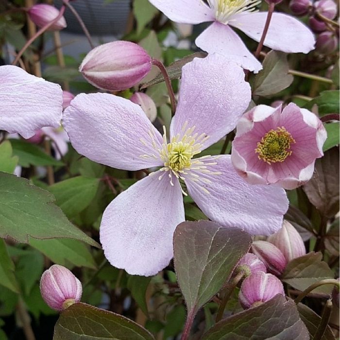 Småblomstrende klematis, Clematis montana 'Tetrarose'