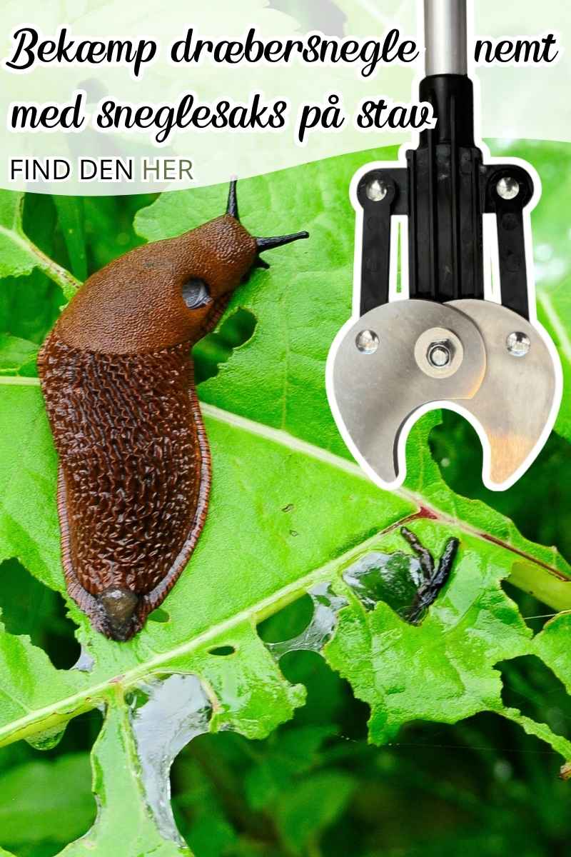 Bekæmp dræbersnegle nemt med sneglesaks på stav