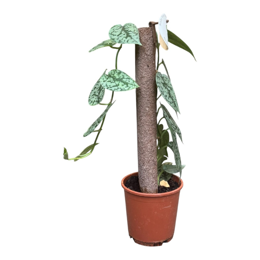 Sølvscindapsus, Scindapsus Silver Lady - 14 cm potte