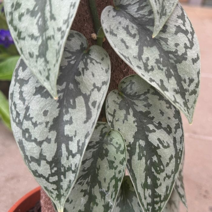 Sølvscindapsus, Scindapsus Silver Lady