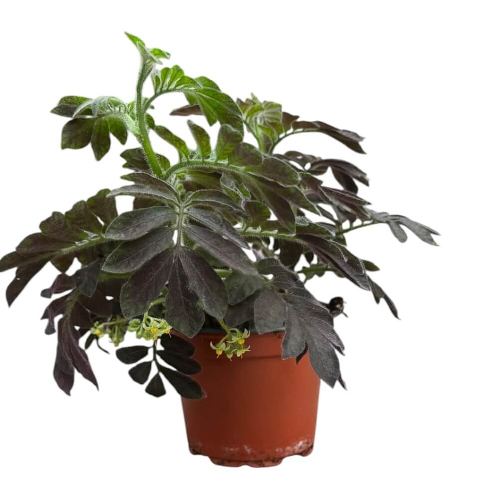 Solanum uleanum