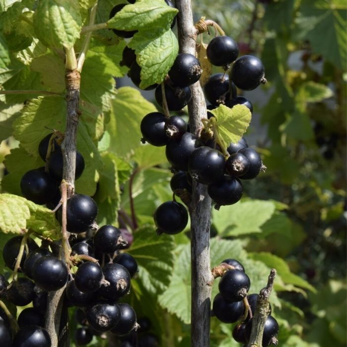 Solbær, Ribes nigrum Lowberry 'Little Black Sugar' 