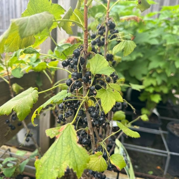 Solbær busk, Ribes Nig. ´Ben Alder´
