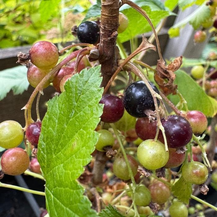 Solbær, Ribes Nig. ´Ben Alder´ 