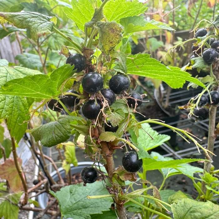 Solbær busk, Ribes Nig. ´Ben Alder´