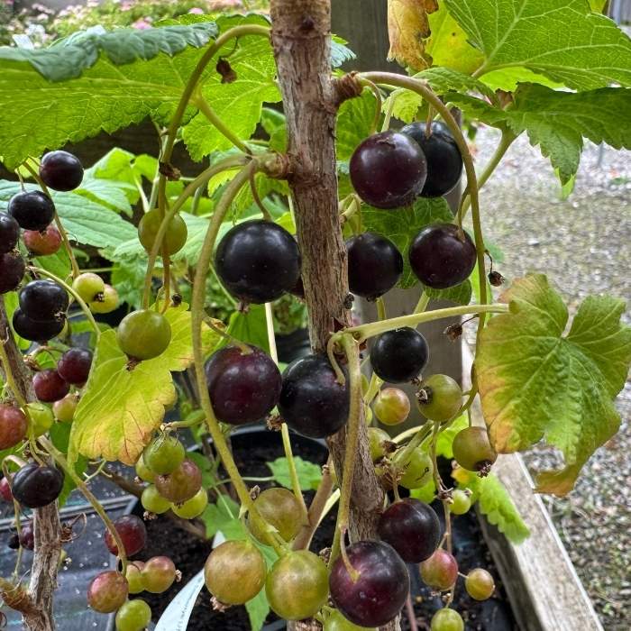 Solbær, Ribes Nig. Lowberry ´Little Black Sugar´