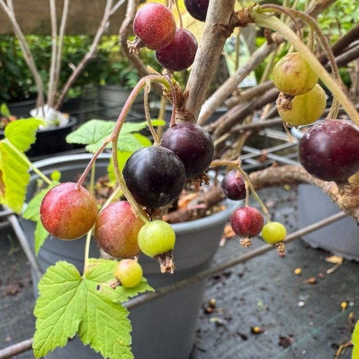 Solbær, Ribes Nig. Titania