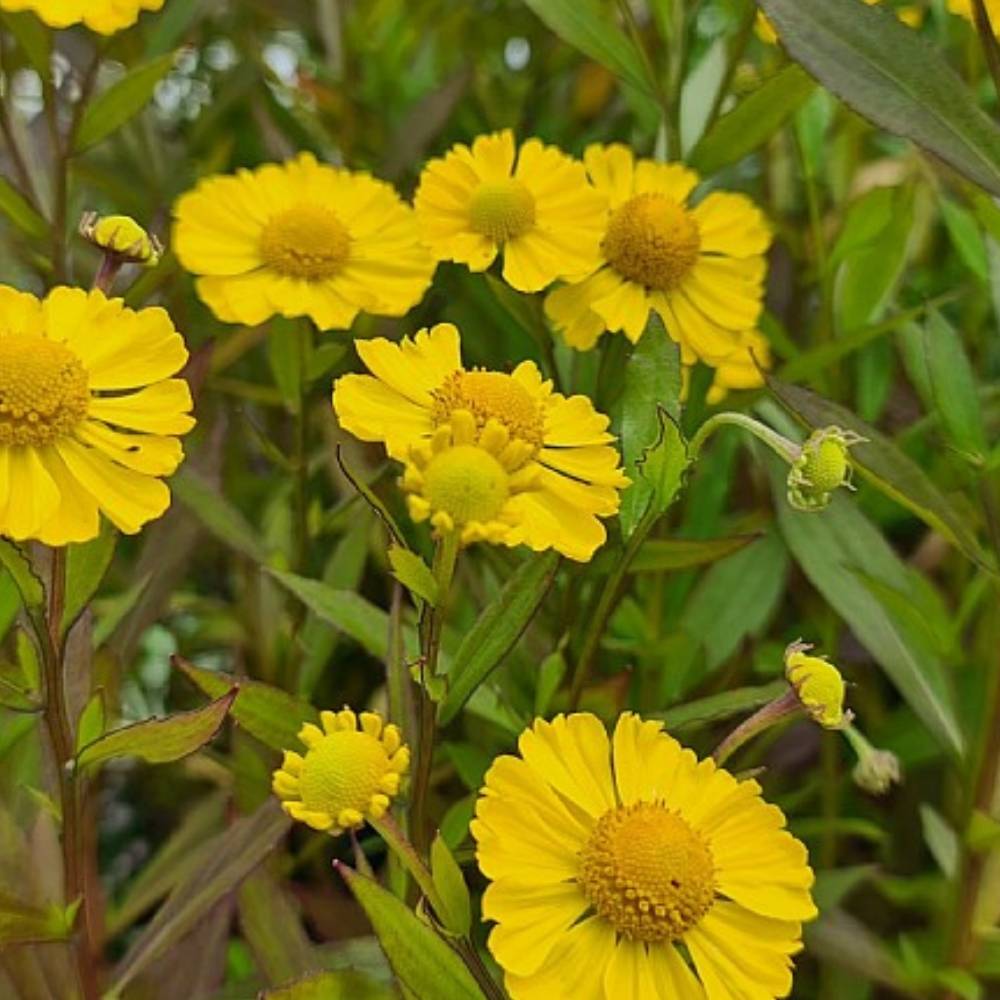 Solbrud, HELENIUM hybr. Lemon Sundae - 1 L Potte