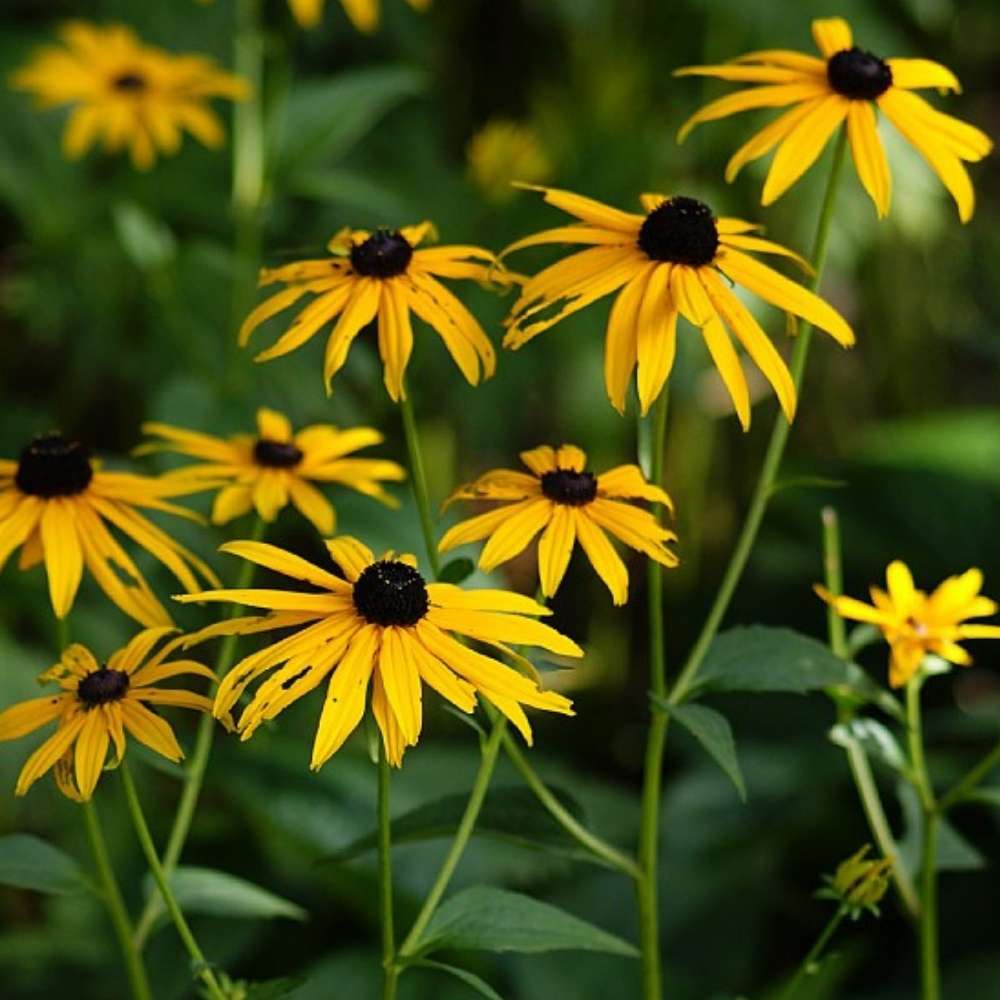 Solbrud, Rudbeckia fulgida 'Goldsturm' – 1 L potte