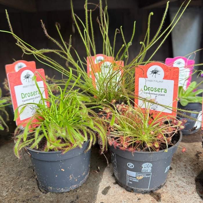 Soldug, Drosera kødædende plante, der fanger små insekter