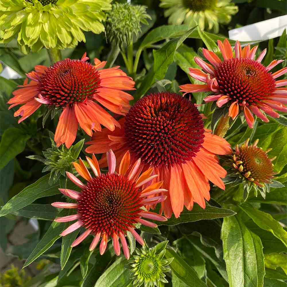 Solhat, ECHINACEA SunSeekers ´Orange´ - 2L Potte