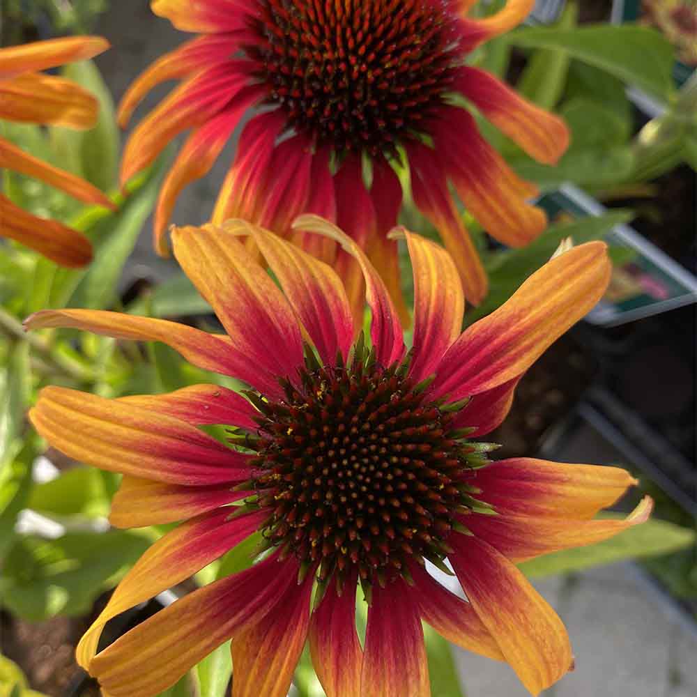 Solhat, ECHINACEA Sunseekers® 'Tequilla Sunrise' - 1 L Potte