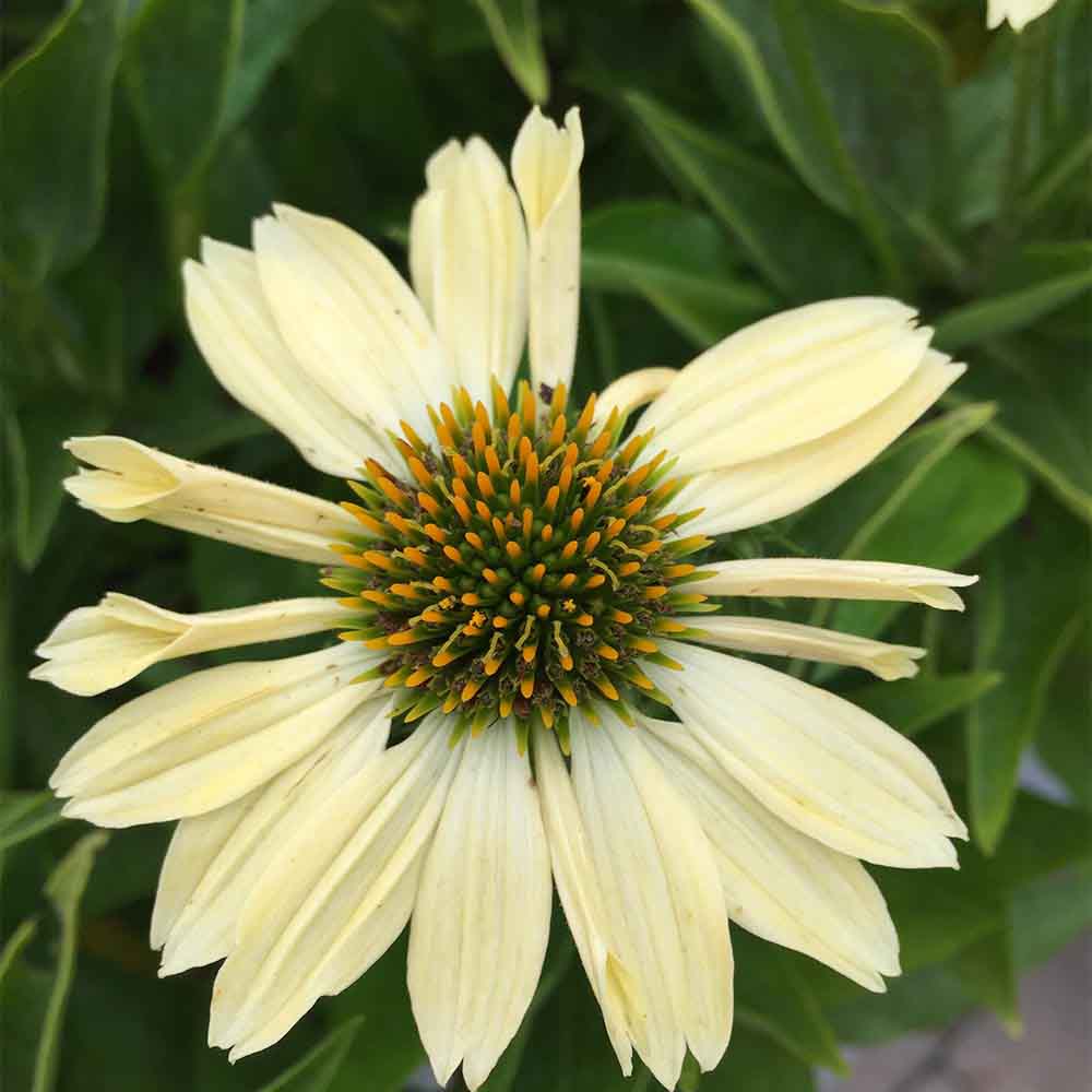 Purpursolhat ECHINACEA pur. 'Sunrise' i 1 L potte.