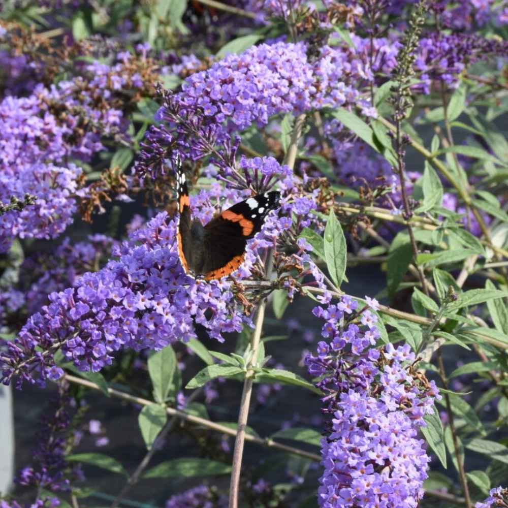 
Sommerfuglebusk, blåviolet - Buddleja 'Blåvinge'