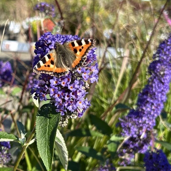Sommerfuglebusk, Buddleja Dav. Ellens Blue