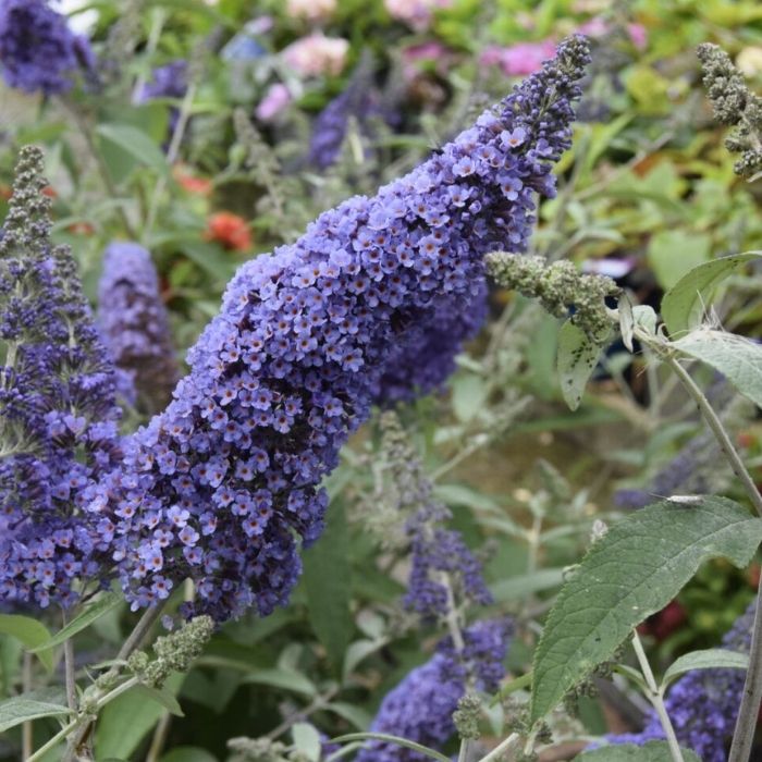 Sommerfuglebusk, Buddleja Dav. Ellens Blue