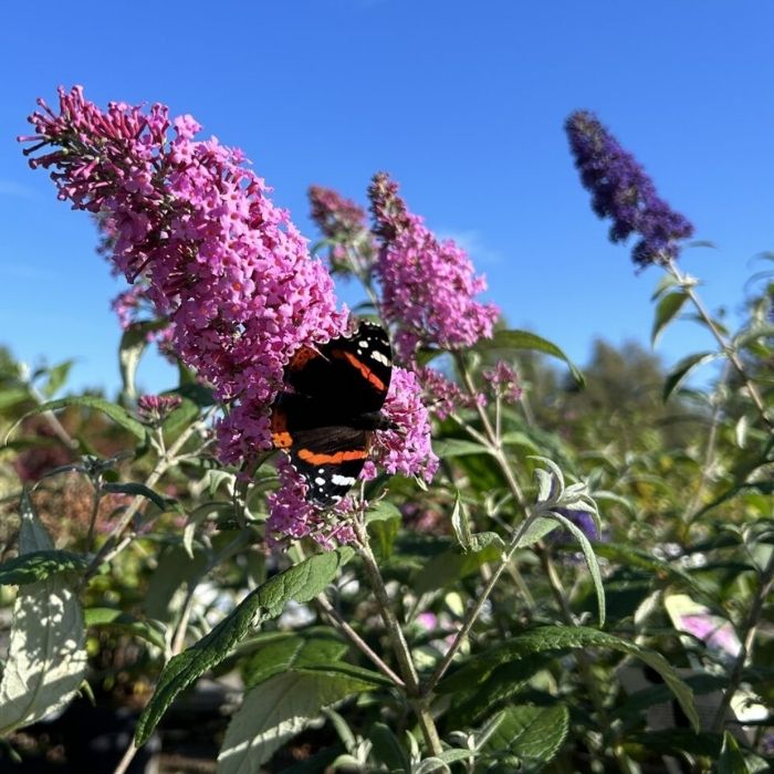 Sommerfuglebusk, Buddleja Dav. Pink Delight 