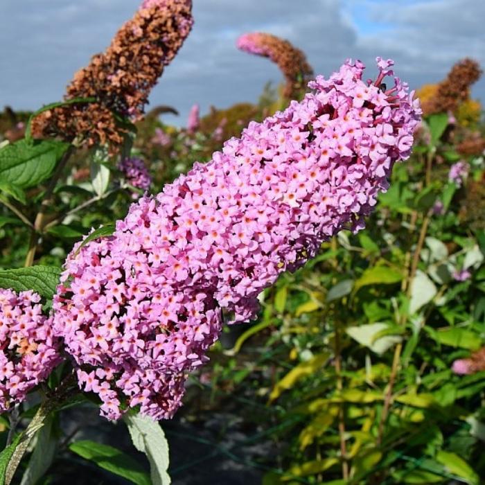 Sommerfuglebusk, Buddleja Dav. Pink Delight 