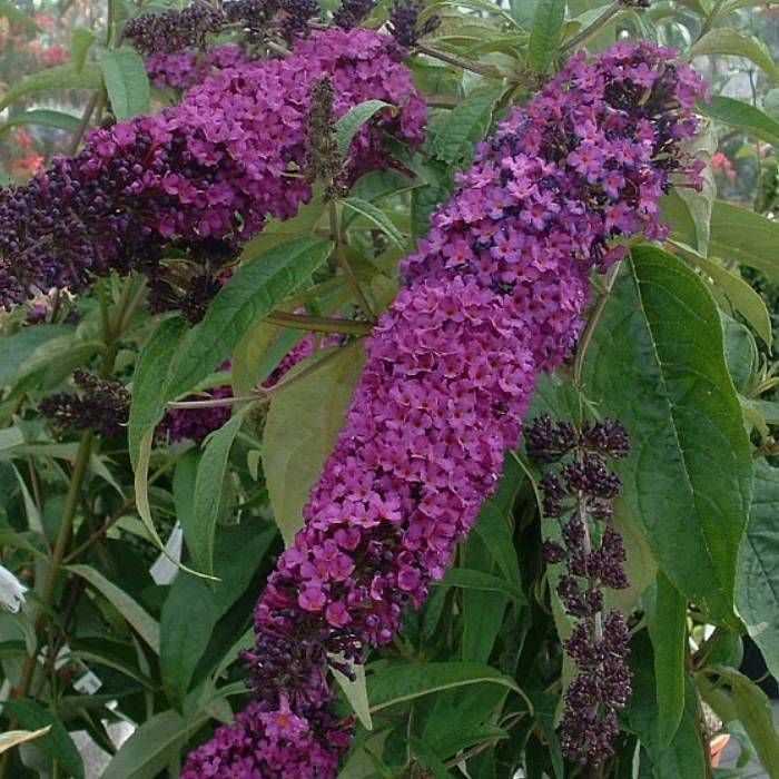 Sommerfuglebusk, Buddleja Dav. Royal Red