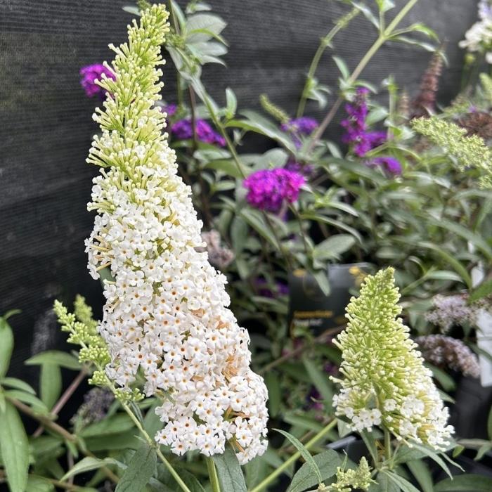 Sommerfuglebusk, Buddleja Dav. White Profusion