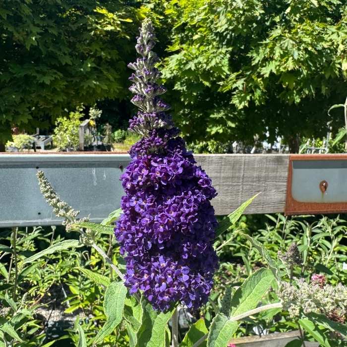 Sommerfuglebusk Buddleja davidii 'Buzz Midnight', størrelse C 3,4.