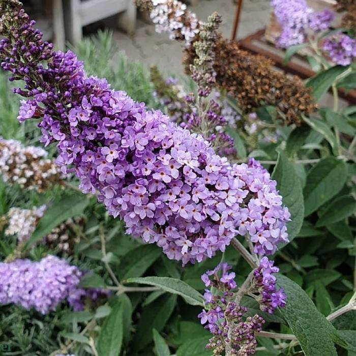 sommerfuglebusk, Buddleja Glass Slippers