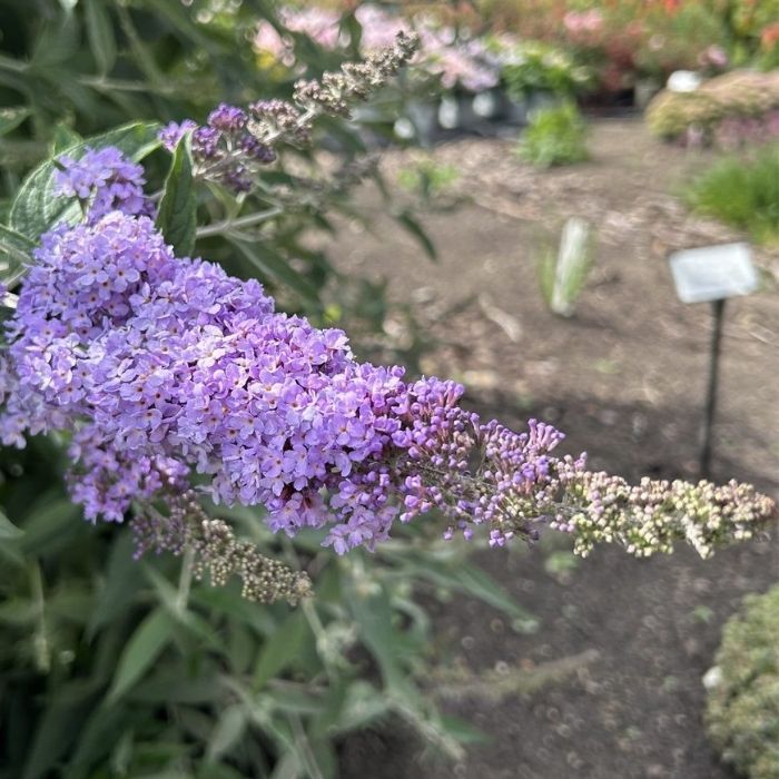 sommerfuglebusk, Buddleja Glass Slippers