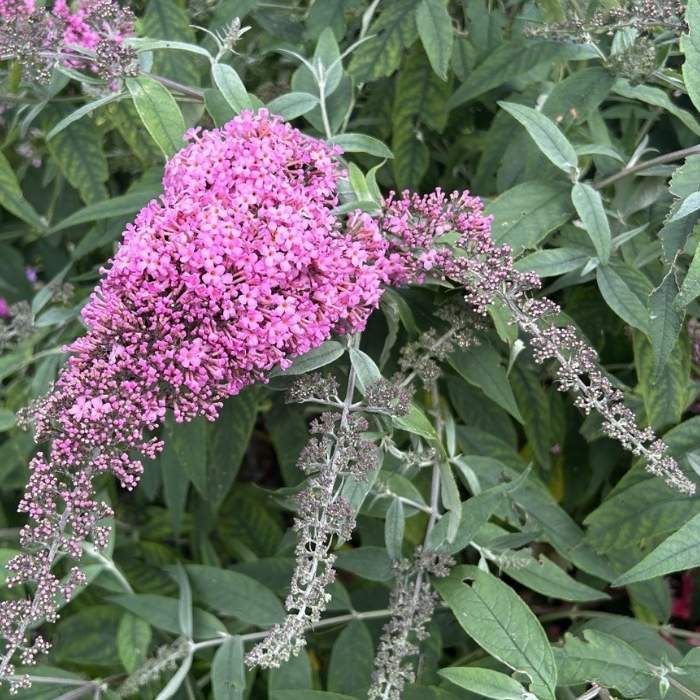 sommerfuglebusk, Buddleja Pink Cascade