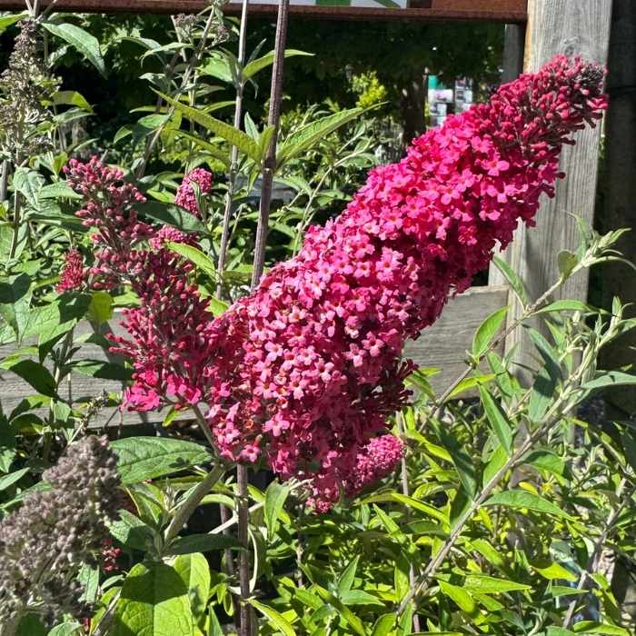 Sommerfuglebusk, Buddleja Prince Charming® 5 L Potte