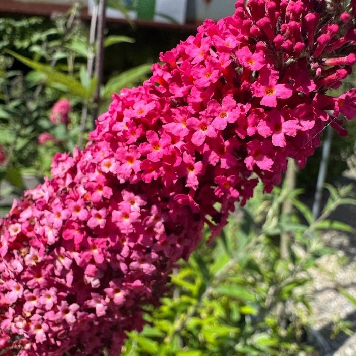 Sommerfuglebusk, Buddleja Prince Charming® 5 L Potte